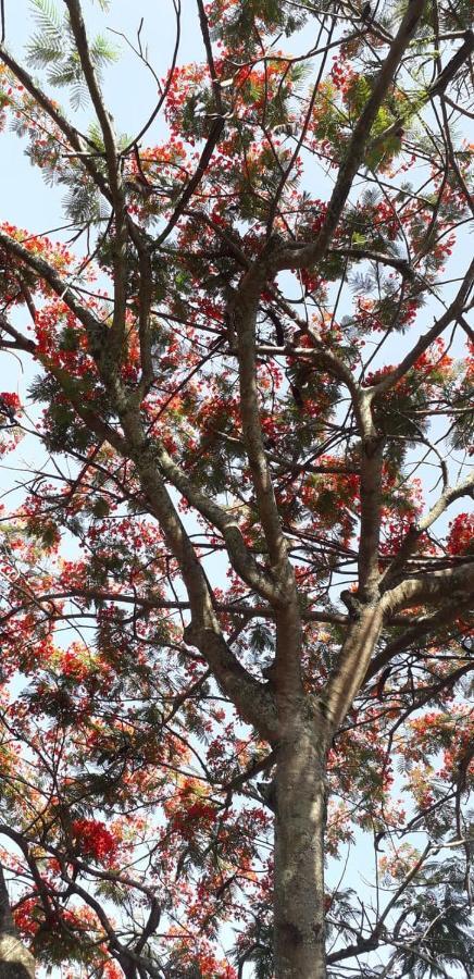 Florianópolis Hostel Vagamundo المظهر الخارجي الصورة